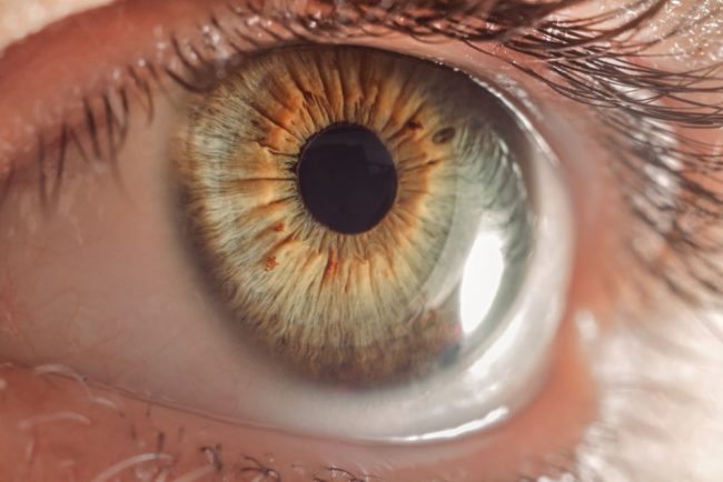 macro eye